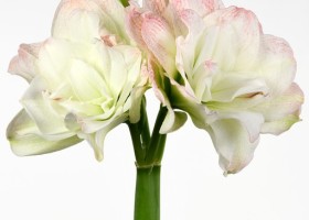 hippeastrum Time 2 Shine (1)